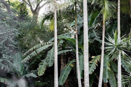 Two Acres Home - Tropical Sanctuary