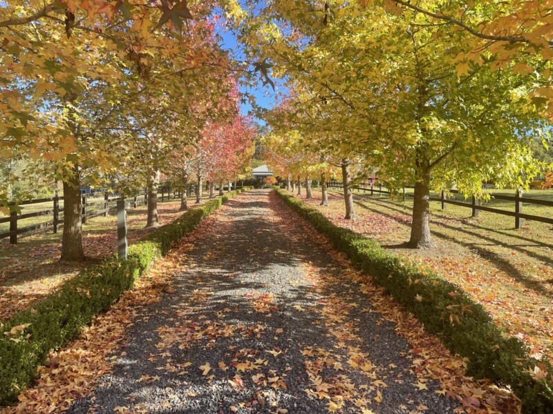 Woodburn, Beautiful Country Farm in Lemon Tree Aloca