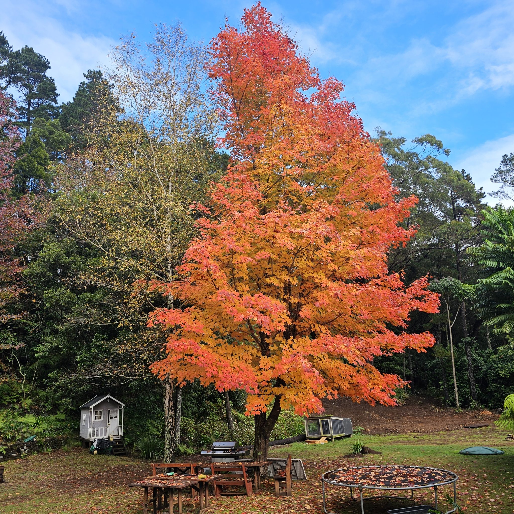 Hamptons Cabin situated in 200 Acres of Rainforest