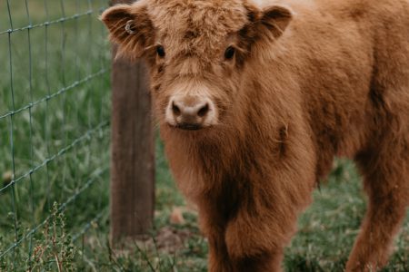 La Casita - Bush cottage with glass roof bath, private tropical gardens, and highland cows