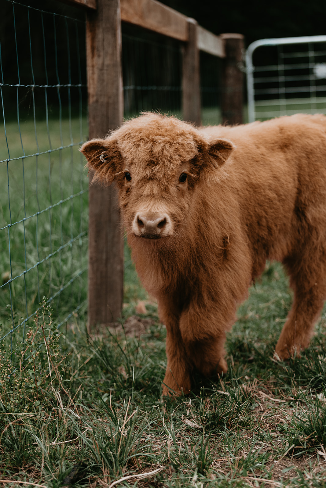 La Casita – Bush cottage with glass roof bath, private tropical gardens, and highland cows