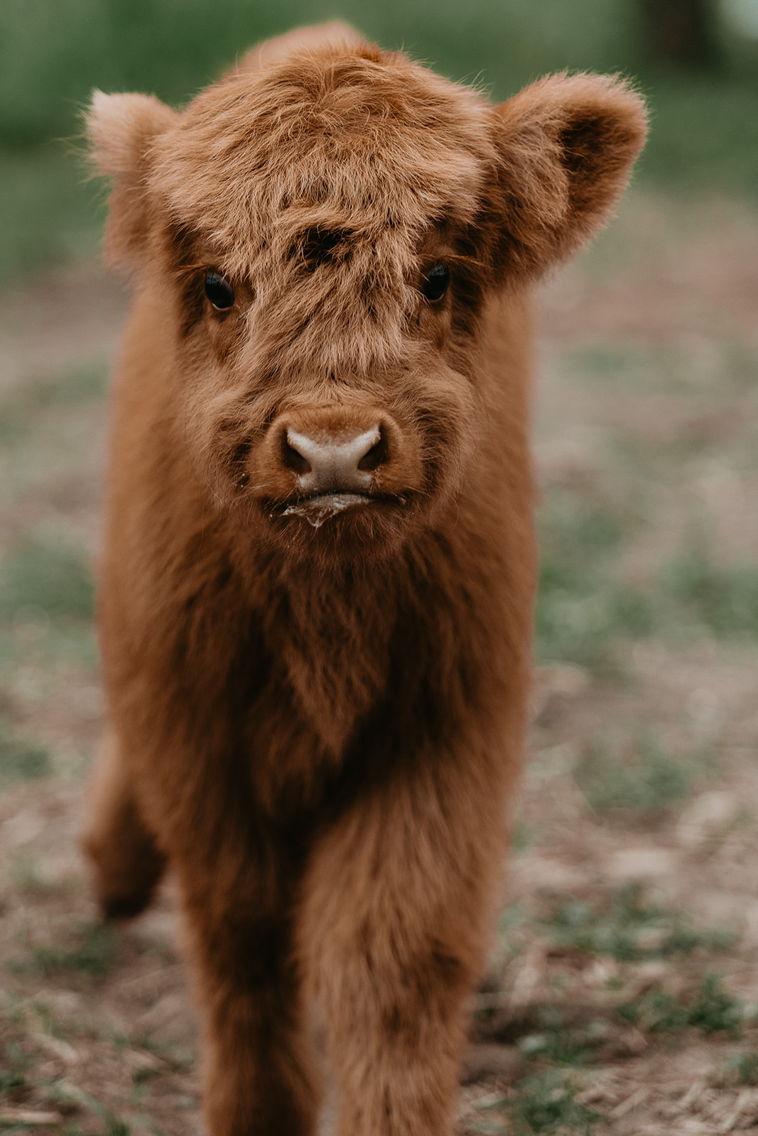 La Casita – Bush cottage with glass roof bath, private tropical gardens, and highland cows