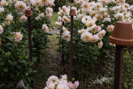 Seasonal Flower Patch – Dreamy Dahlia Field on the Gold Coast