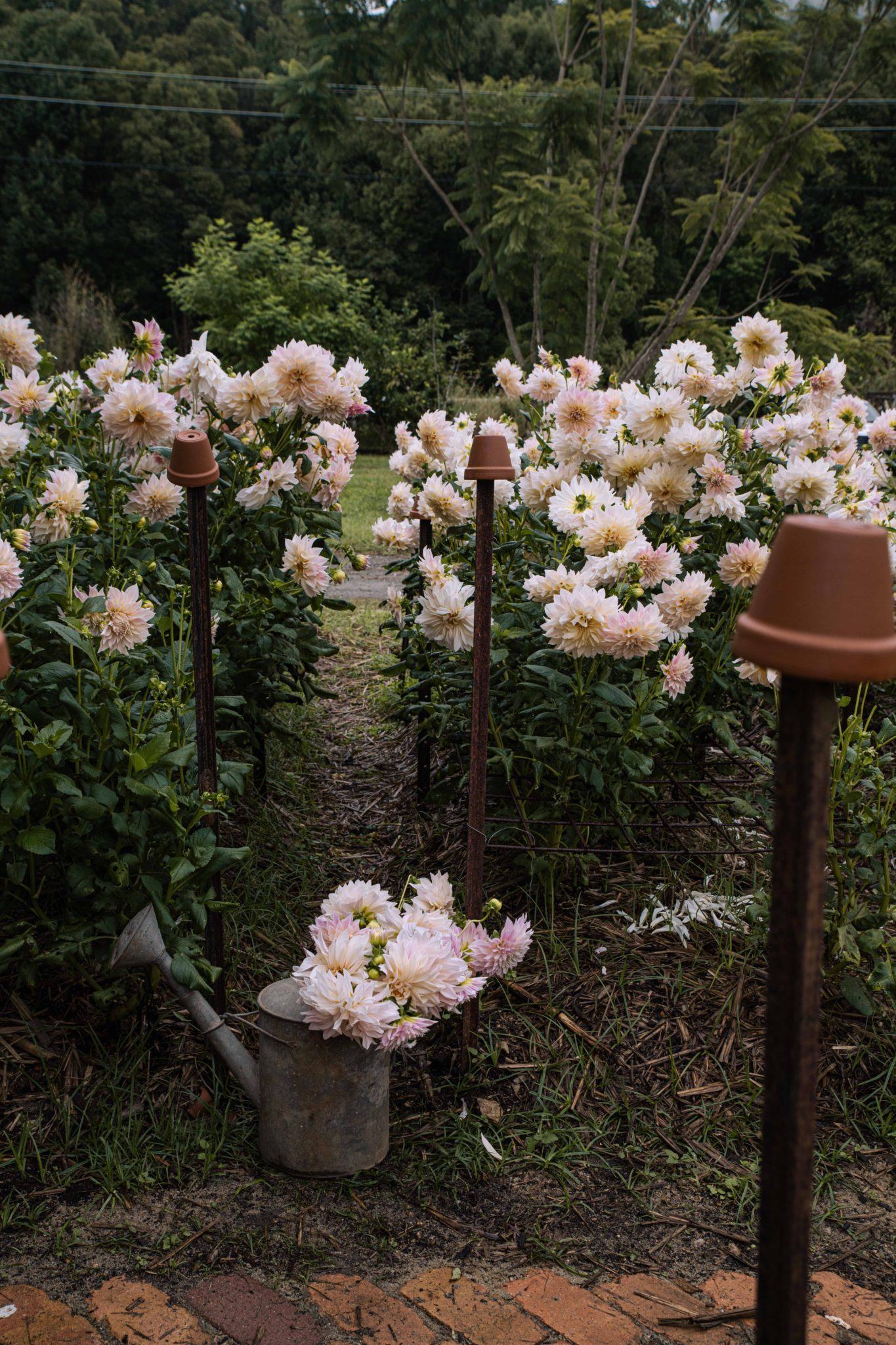 Seasonal Flower Patch – Dreamy Dahlia Field on the Gold Coast