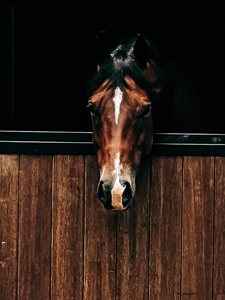 Hampton Style Horse Barn