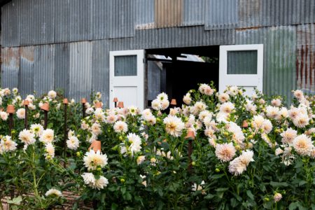 Seasonal Flower Patch – Dreamy Dahlia Field on the Gold Coast