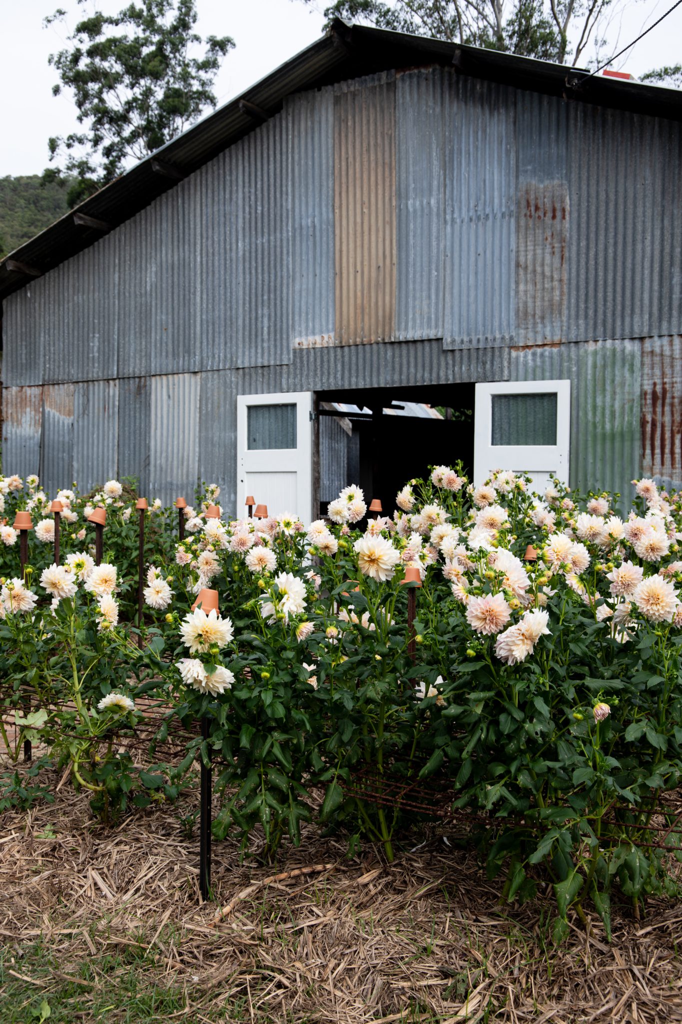 Seasonal Flower Patch – Dreamy Dahlia Field on the Gold Coast