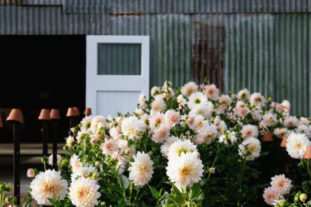 Seasonal Flower Patch – Dreamy Dahlia Field on the Gold Coast