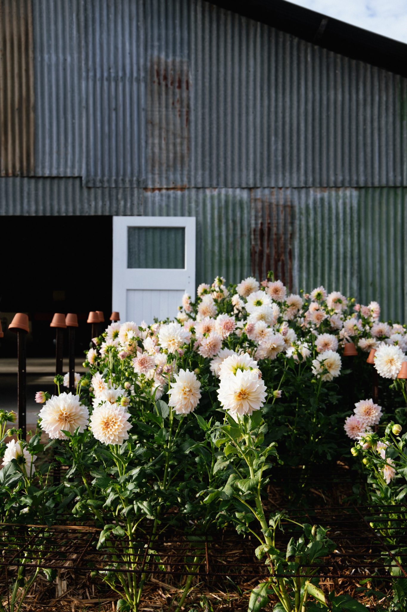 Seasonal Flower Patch – Dreamy Dahlia Field on the Gold Coast