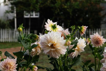 Seasonal Flower Patch – Dreamy Dahlia Field on the Gold Coast