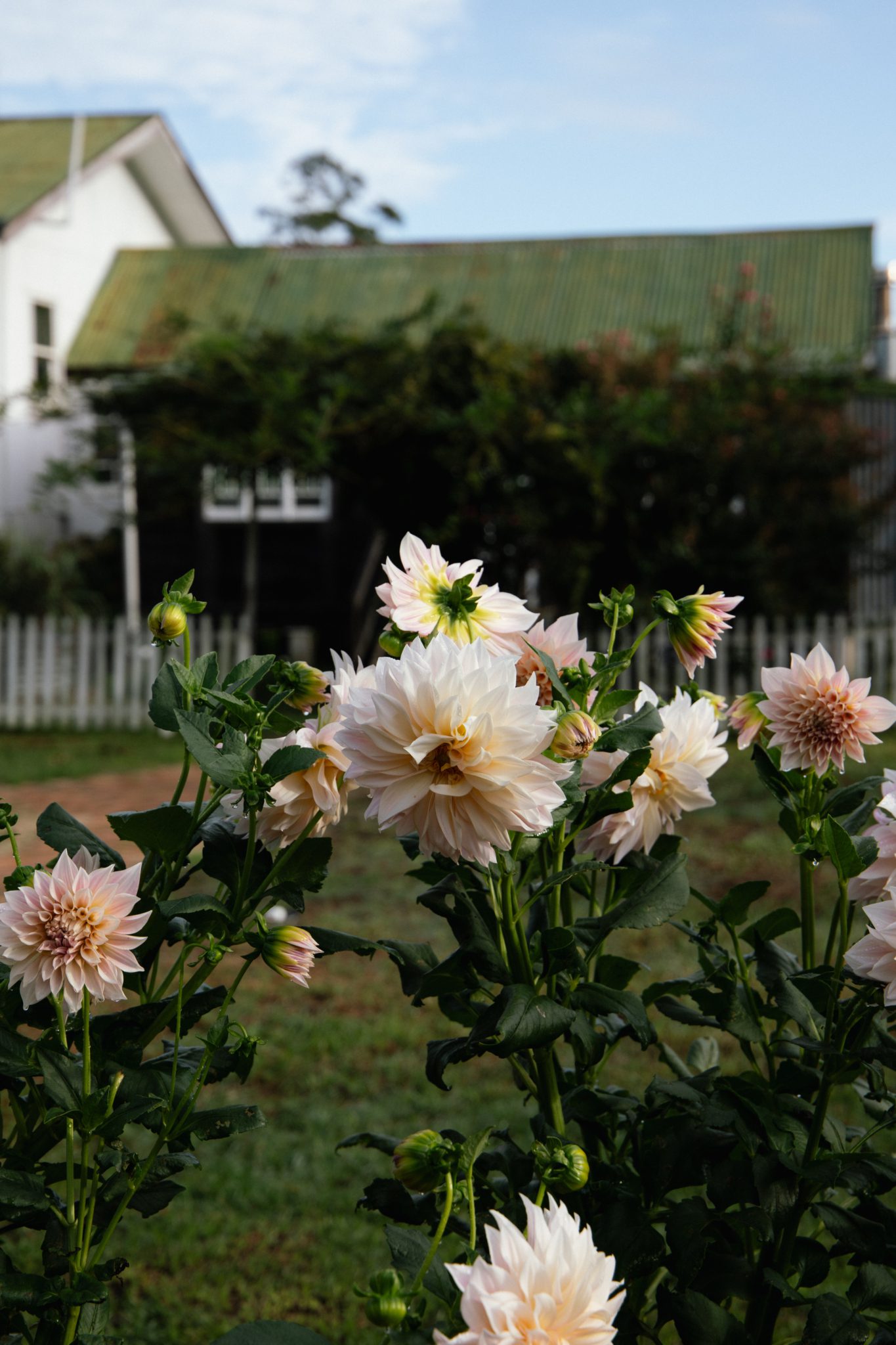 Seasonal Flower Patch – Dreamy Dahlia Field on the Gold Coast