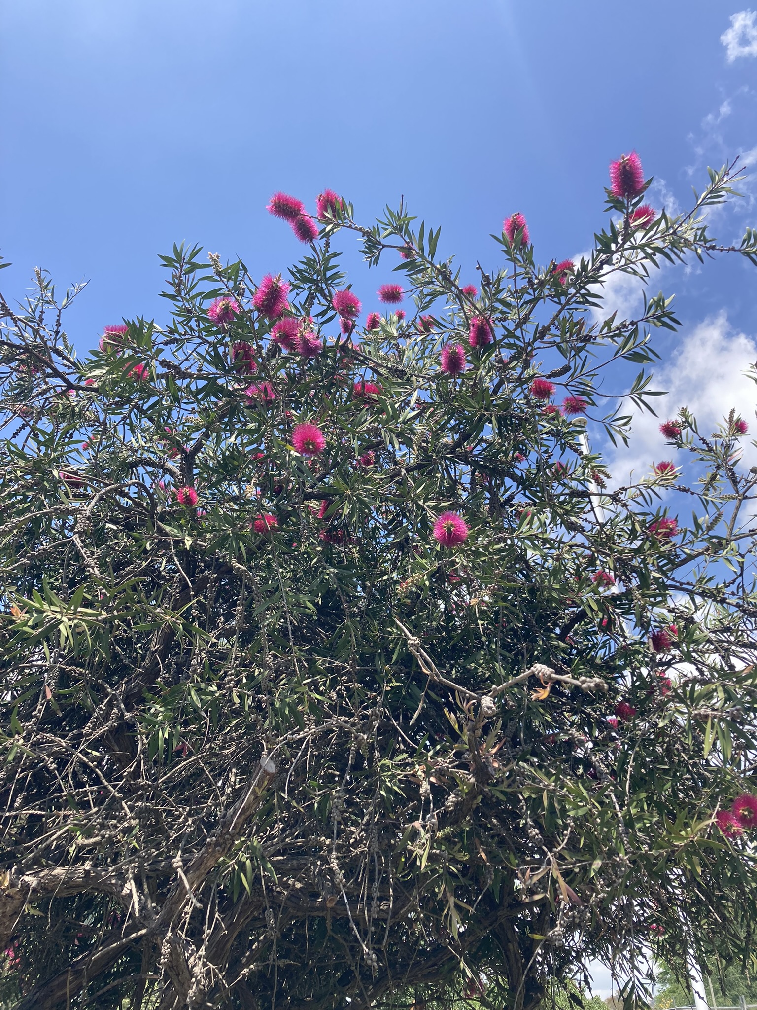 Newbridge Schoolhouse | Historic Shoot Location | Blayney, NSW