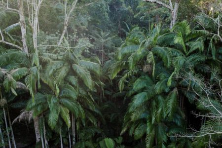 Cinematic Rainforest & Creek Shoot Locations | Tweed Valley, NSW