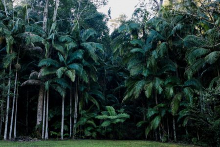 Cinematic Rainforest & Shallow Creek Locations – Goodjinburra Forest