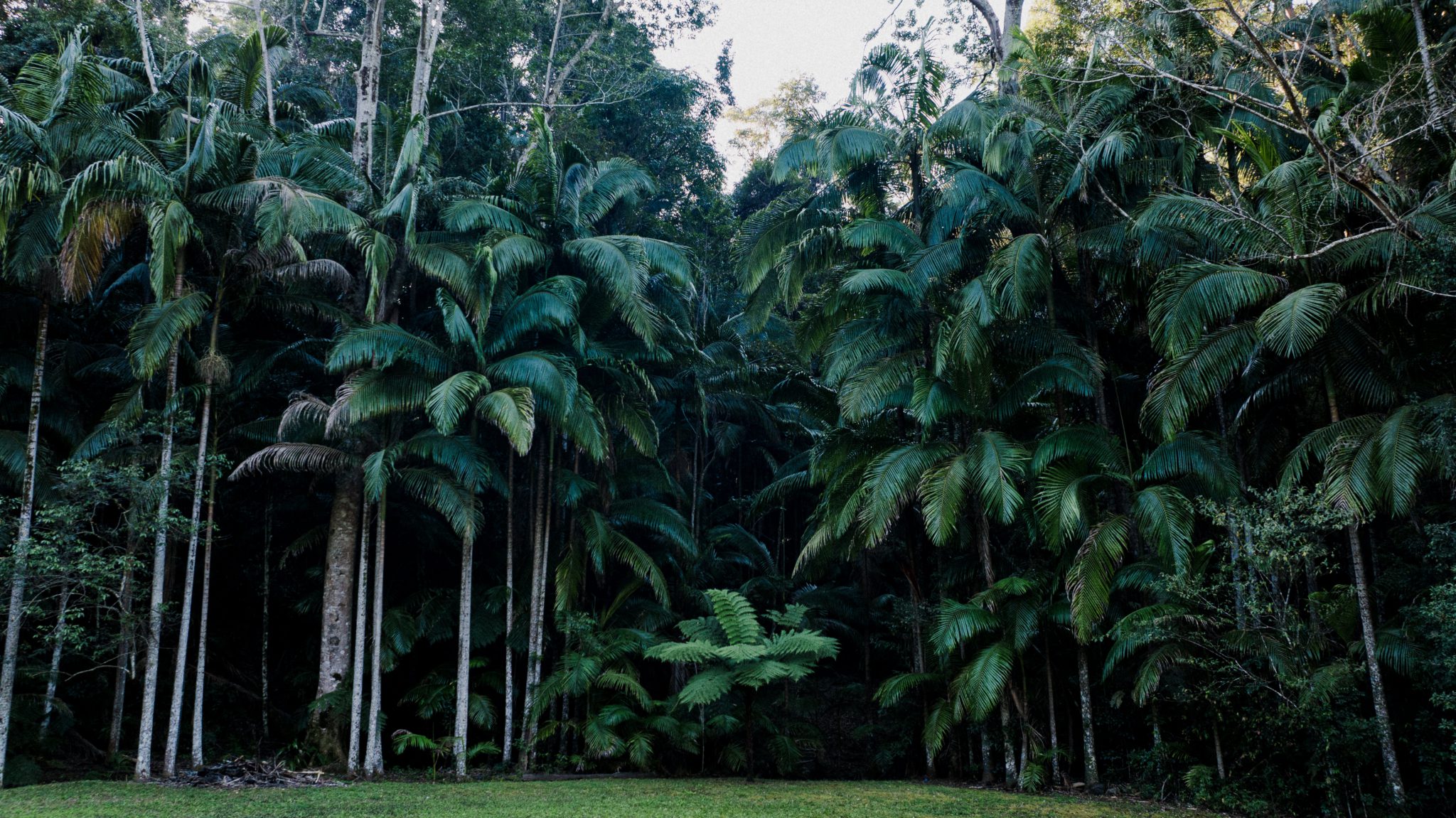 Cinematic Rainforest & Shallow Creek Locations – Goodjinburra Forest