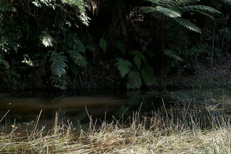 Goodjinburra Forest | Rainforest & Oceanview Shoot Location | Tweed Valley, NSW