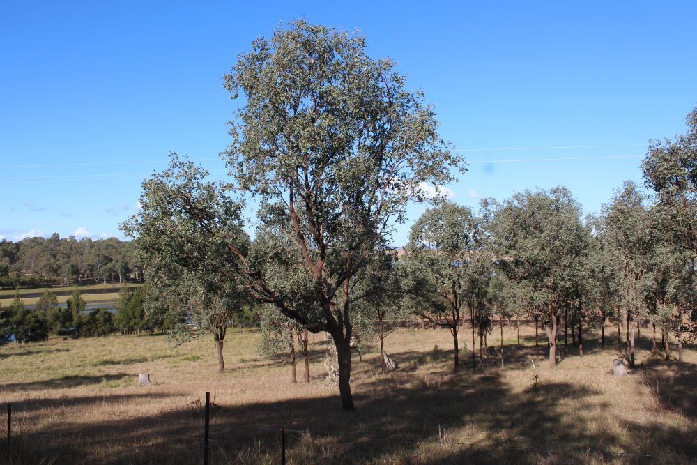 Burrundon | Rural Lakeside Photoshoot Location | Somerset, QLD
