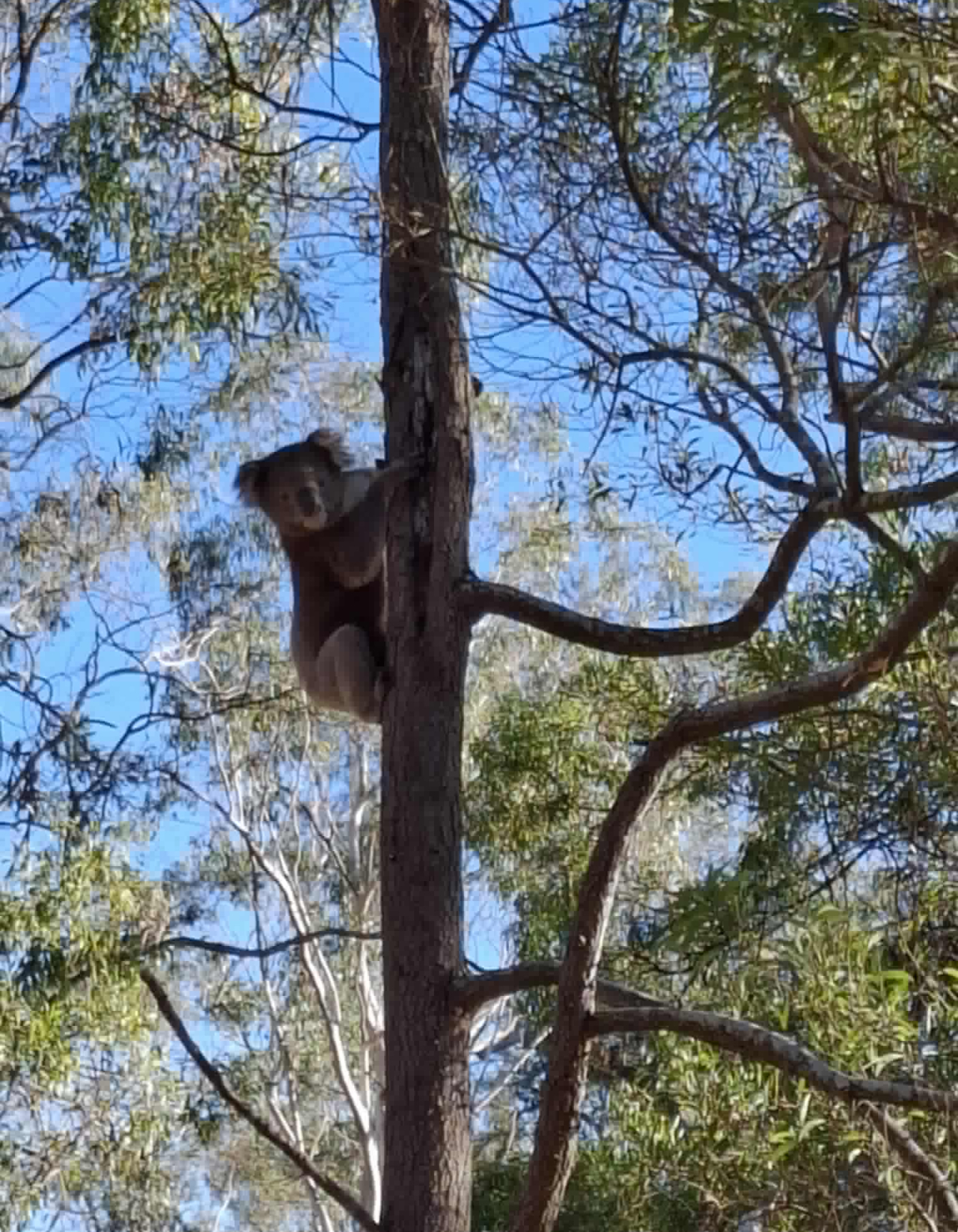 Treehouse | Whimsical Bushland Photoshoot Location | Colac Otway, VIC