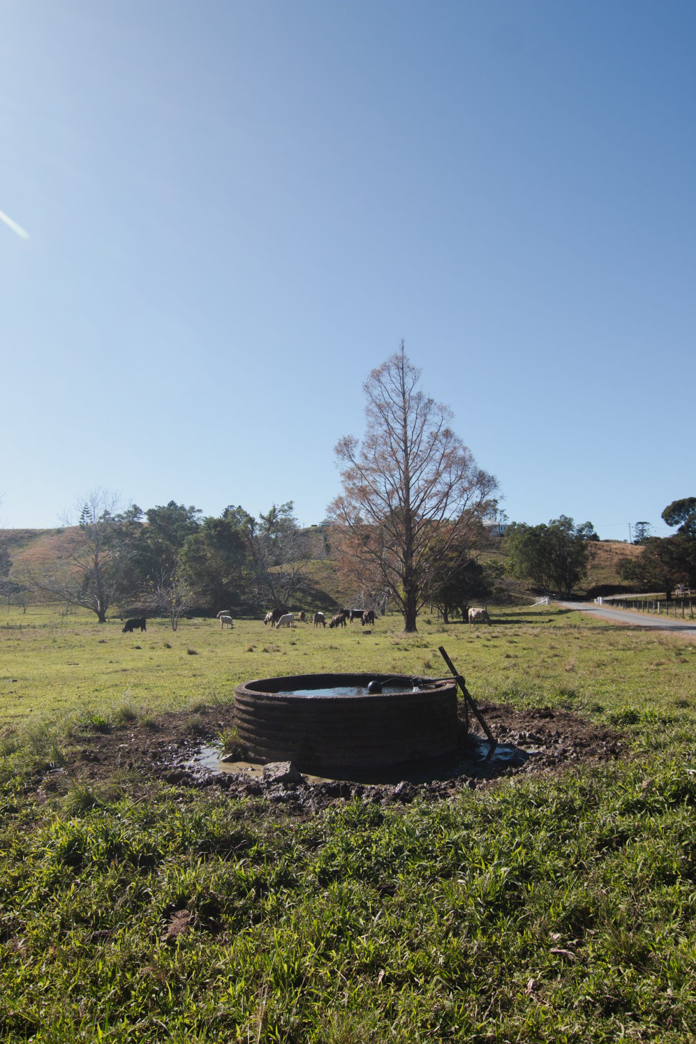 Rural Studio & Farm Photoshoot Location | Mooball, NSW