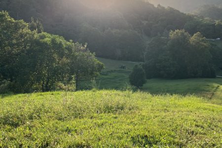 Longstone | Country Farm Photoshoot Location | Currumbin, QLD