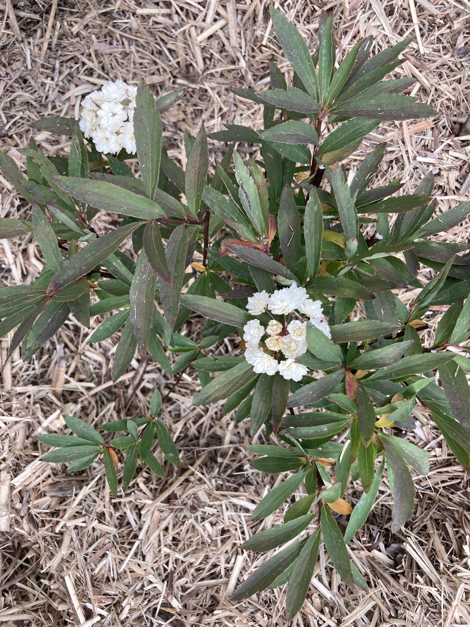 Newbridge Schoolhouse | Historic Shoot Location | Blayney, NSW