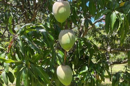 Woodbine | Rustic Midcentury Homestead Photoshoot Location | Forster, NSW