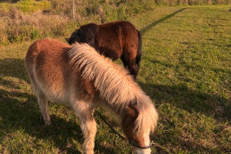 Longstone | Country Farm Photoshoot Location | Currumbin, QLD