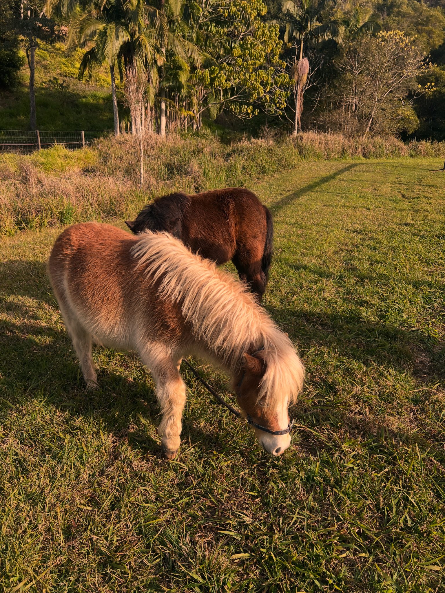 Longstone | Country Farm Photoshoot Location | Currumbin, QLD
