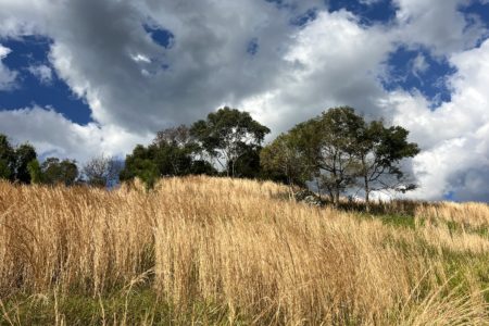 Longstone | Country Farm Photoshoot Location | Currumbin, QLD