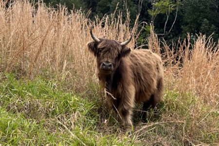 Longstone | Country Farm Photoshoot Location | Currumbin, QLD