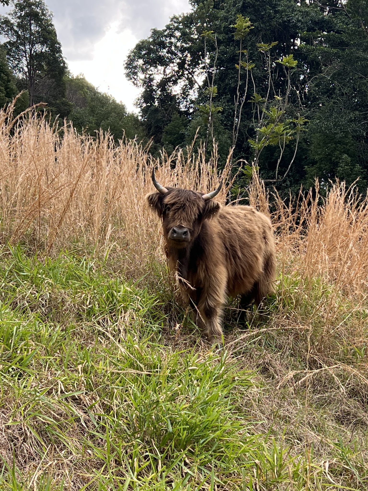 Longstone | Country Farm Photoshoot Location | Currumbin, QLD