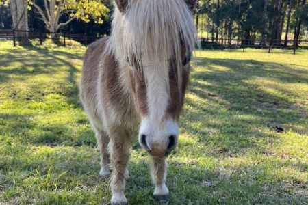 Longstone | Country Farm Photoshoot Location | Currumbin, QLD