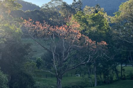Longstone | Country Farm Photoshoot Location | Currumbin, QLD