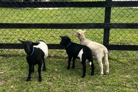 Longstone | Country Farm Photoshoot Location | Currumbin, QLD