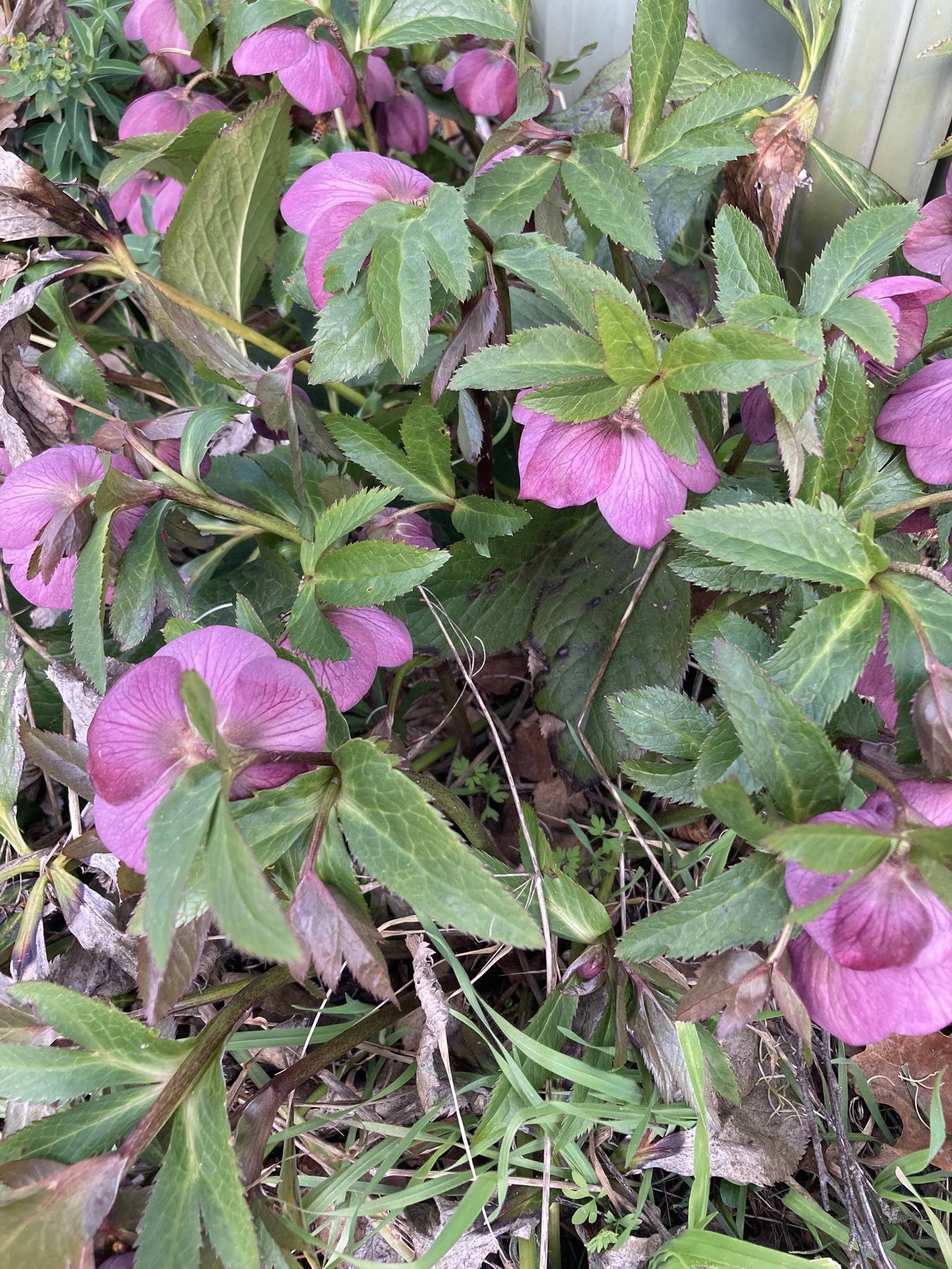 Newbridge Schoolhouse | Historic Shoot Location | Blayney, NSW