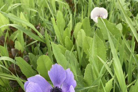 Newbridge Schoolhouse | Historic Shoot Location | Blayney, NSW