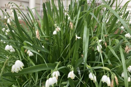 Newbridge Schoolhouse | Historic Shoot Location | Blayney, NSW