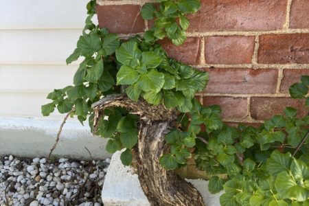 Newbridge Schoolhouse | Historic Shoot Location | Blayney, NSW