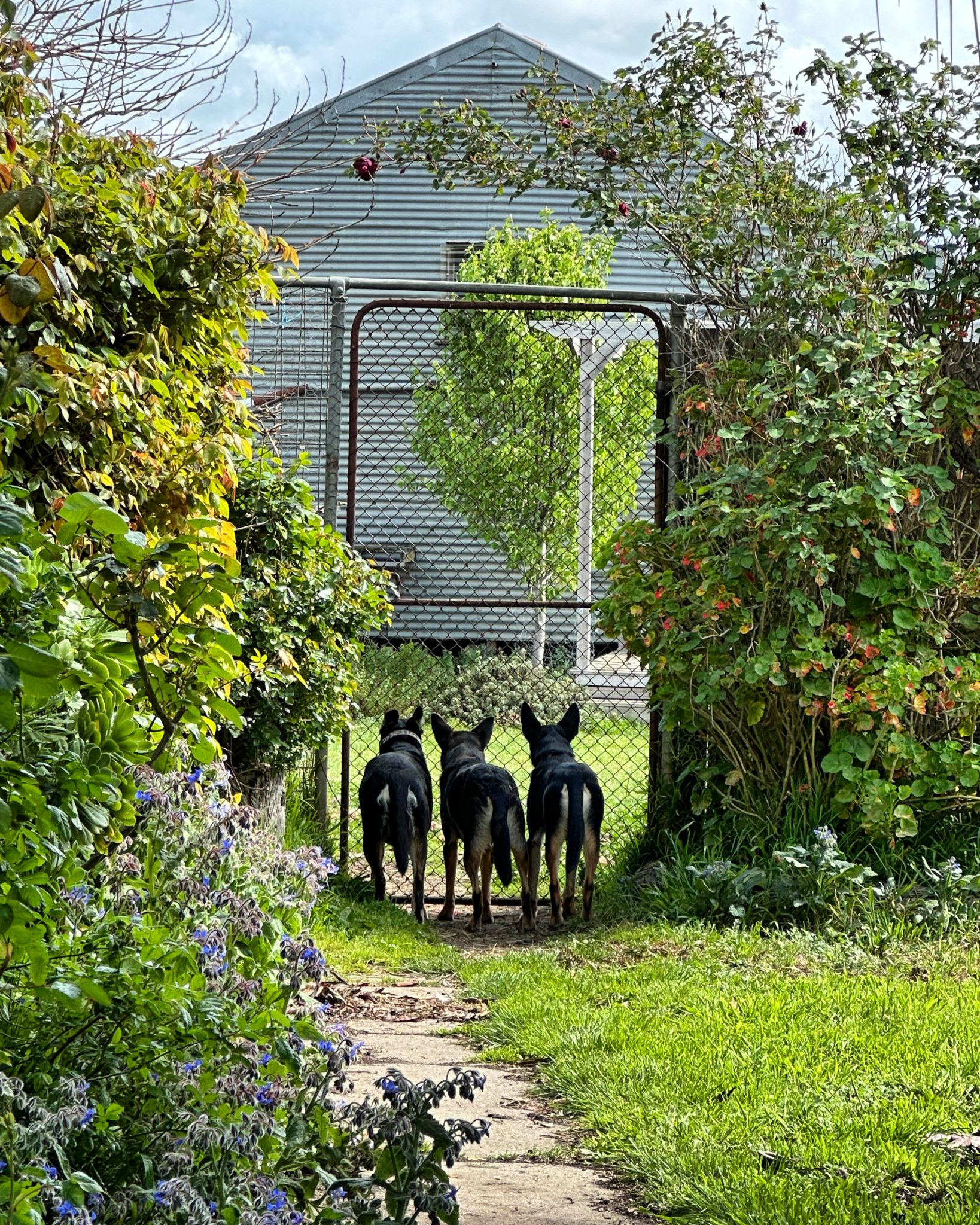 Plumfield Farm | Rustic Farmhouse & Shearing Shed Photoshoot Location | Burnbank, VIC