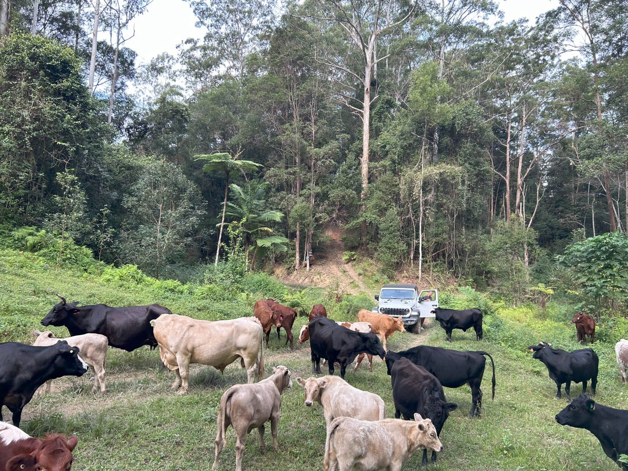 Crystal Creek Park | Traditional Country Farmhouse Shoot Location | Upper Crystal Creek, NSW