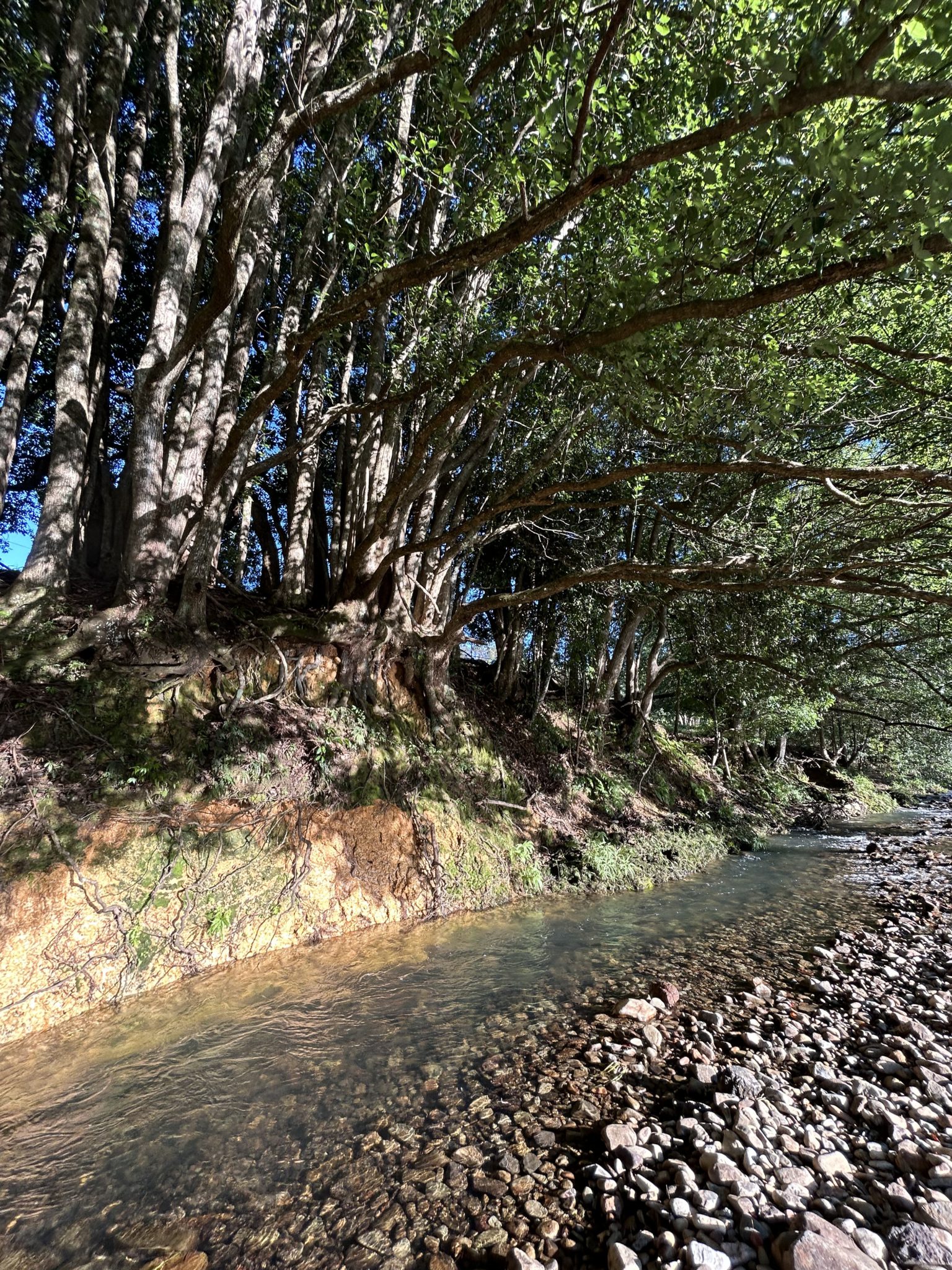 Crystal Creek Park | Traditional Country Farmhouse Shoot Location | Upper Crystal Creek, NSW