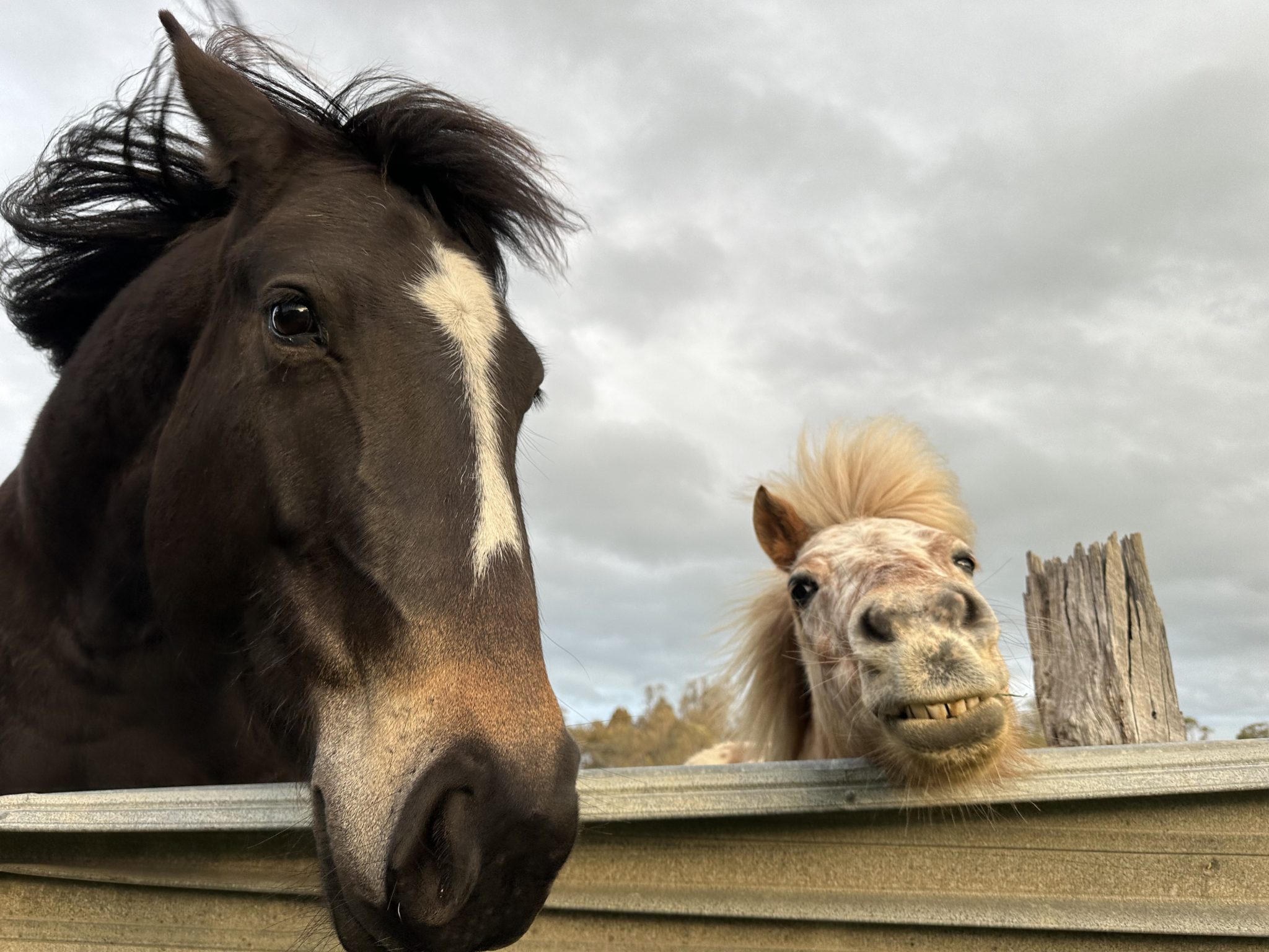 Plumfield Farm | Rustic Farmhouse & Shearing Shed Photoshoot Location | Burnbank, VIC