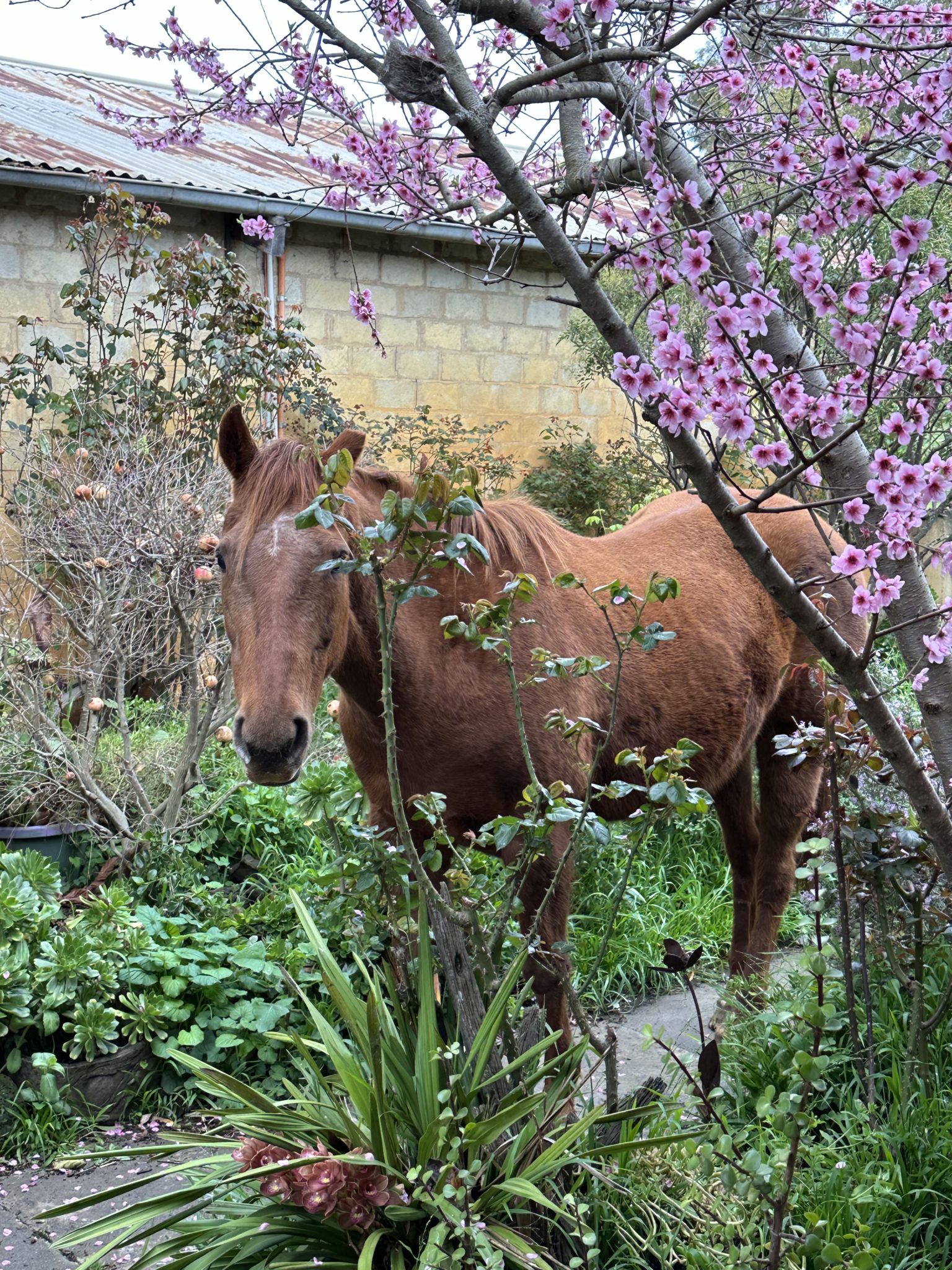 Plumfield Farm | Rustic Farmhouse & Shearing Shed Photoshoot Location | Burnbank, VIC