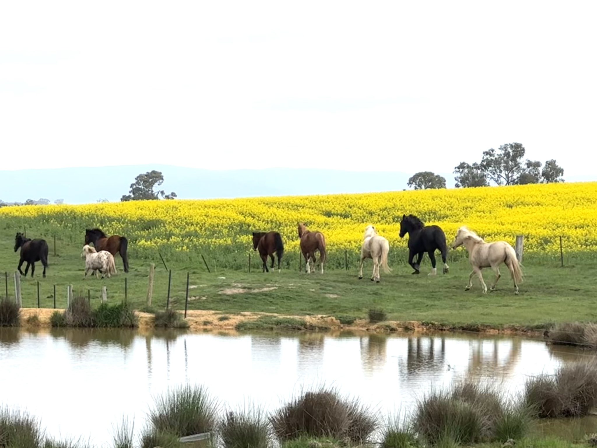 Plumfield Farm | Rustic Farmhouse & Shearing Shed Photoshoot Location | Burnbank, VIC