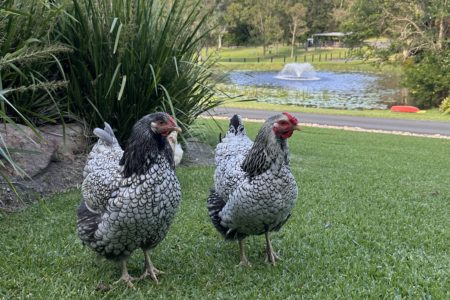 Laguna Grove | Modern Country Photoshoot Location | Noosa Hinterland, QLD